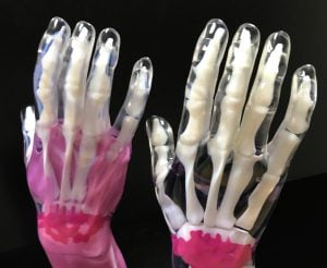 multi material Polyjet anatomical model